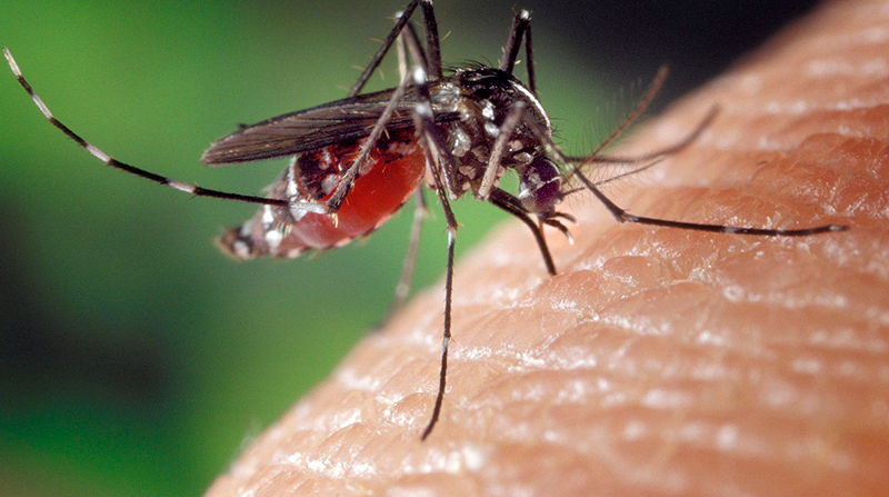Imagen referencial. En Ecuador se detectó el primer caso de chikungunya en un paciente de 51 años en la provincia del Azuay. Foto: Pixabay