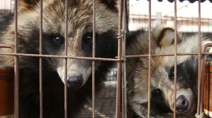 Perros mapache enjaulados en China, antes de ser despellejados vivos para obtener sus pieles. Foto: Europa Press