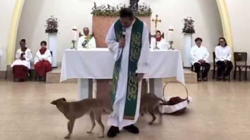 Una pareja de perros interrumpió la predica de un sacerdote en Brasil. Foto: Internet