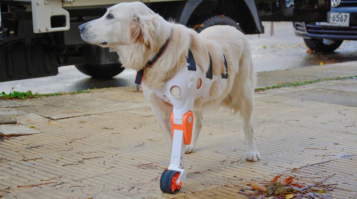 La perra Dana usando una prótesis creada por los uruguayos Valentina Baglini e Ismael Acosta, en Montevideo. Foto: EFE