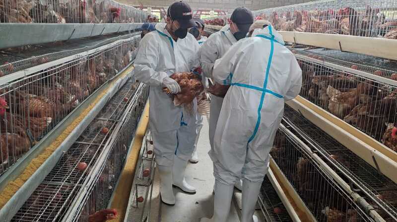 Una de las gallinas de las granjas avícolas de Puéllaro recibe la vacuna contra la Influenza Aviar Altamente Patógena (IAAP). Foto: cortesía