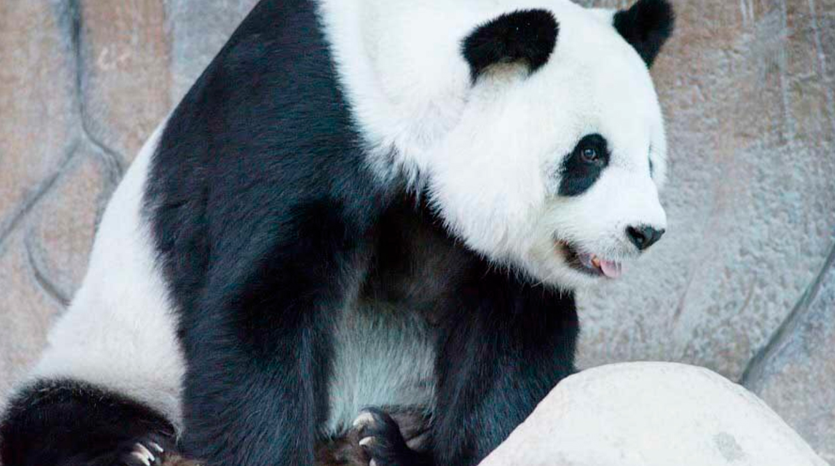 La esperanza de vida promedio de un panda gigante es de alrededor de 15 a 20 años. Foto: EFE