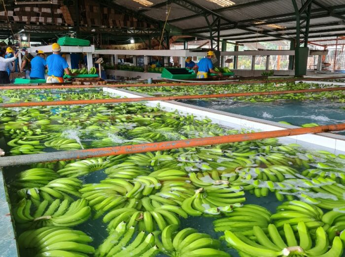 Las exportaciones de banano se recuperaron con un crecimiento del 6,01% en el primer trimestre. Europa fue el mercado que más compró. Foto: AEBE
