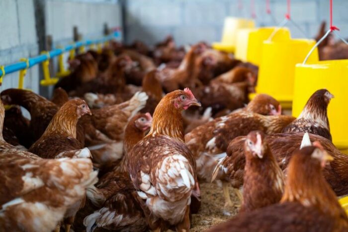 En Tungurahua se busca que todas las aves de las granjas avícolas sean vacunadas. En Cotaló se unieron los granjeros para apoyar a tramitar los permisos de funcionamiento de las avícolas que no contaban con los permisos. Foto: Cortesía