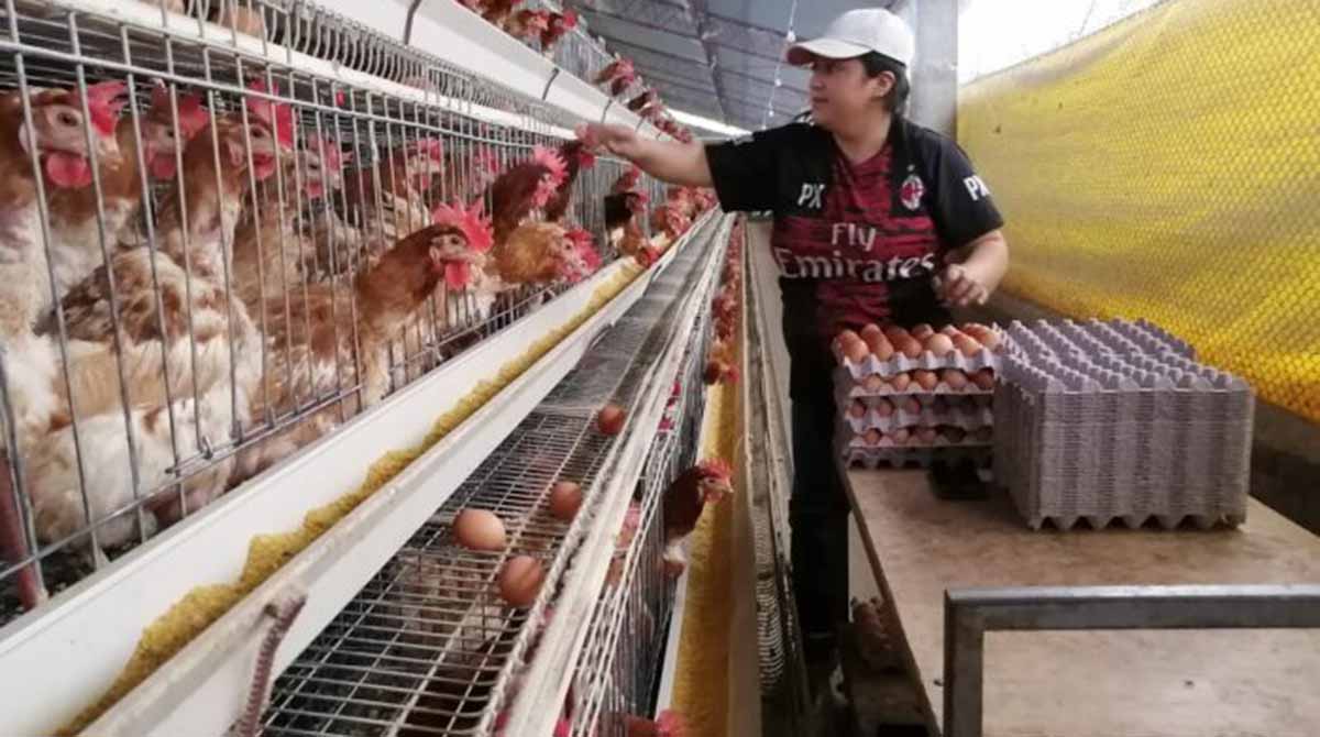 Los técnicos de Agrocalidad realizan las inspecciones y controles de las medidas de bioseguridad y de los permisos de funcionamiento de las granjas avícolas de Tungurahua. Foto: Archivo