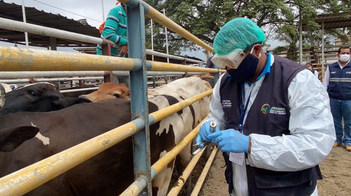 El 5 de mayo comenzará la vacunación del ganado vacuno contra la fiebre aftosa. El país lleva más de 10 años sin brotes de la enfermedad. Foto: Cortesía / MAG