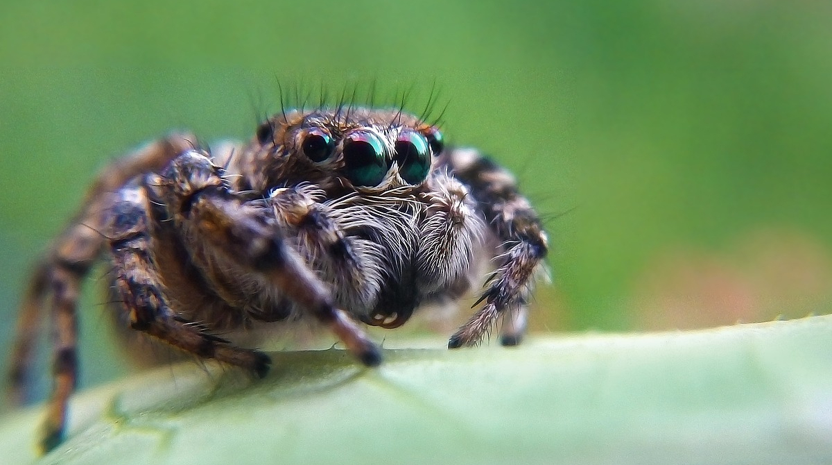 Las arañas saltarinas pierden la visión al estar desnutridas. Foto: Pixabay