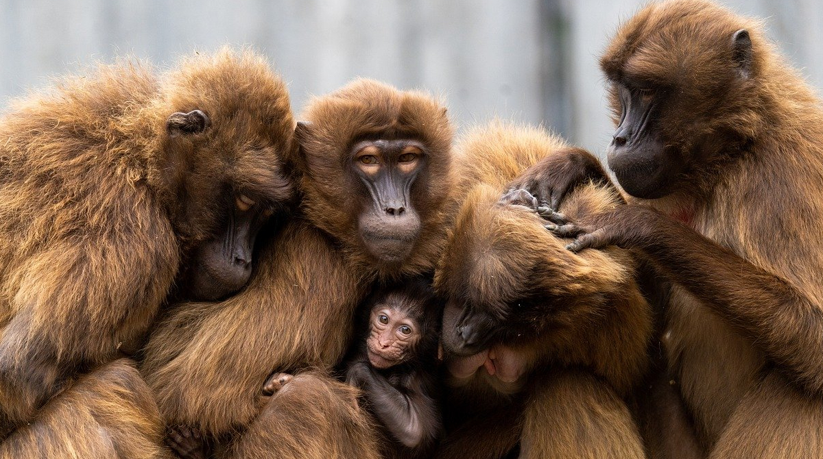 Investigación revela que los simios se ponían de pie para comer hojas de arboles. Foto: Pixabay