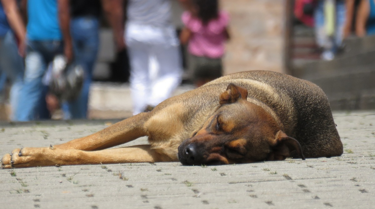 Maltrato animal utilizado como pista para detectar violencia intrafamiliar. Foto: Pixabay