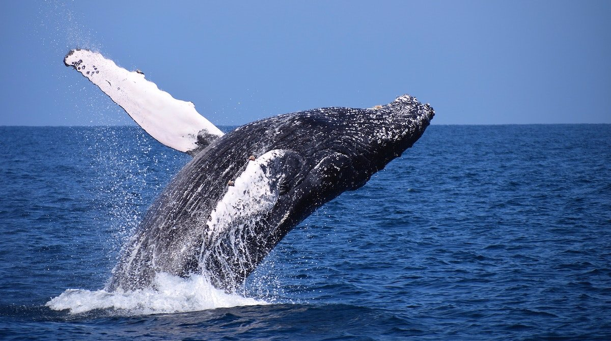 Las ballenas tienen mayor actividad sonora cuando impera el fenómeno de la niña. Foto: Europa Press