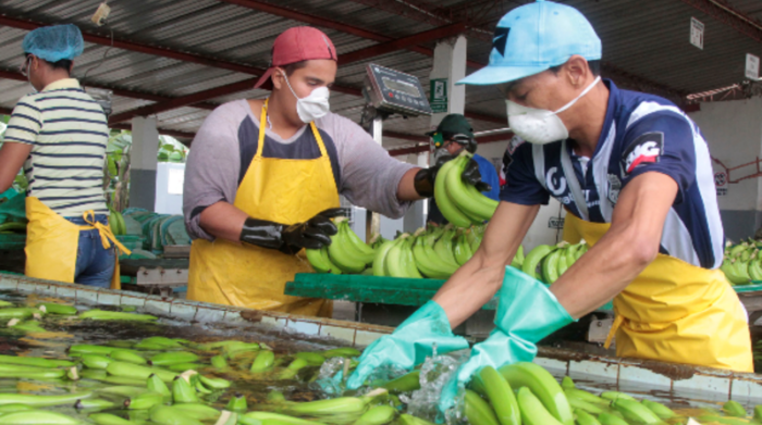 En el primer bimestre del 2023, las exportaciones de banano y plátano incrementaron en 10% su valor exportado. Foto: Archivo / EL COMERCIO