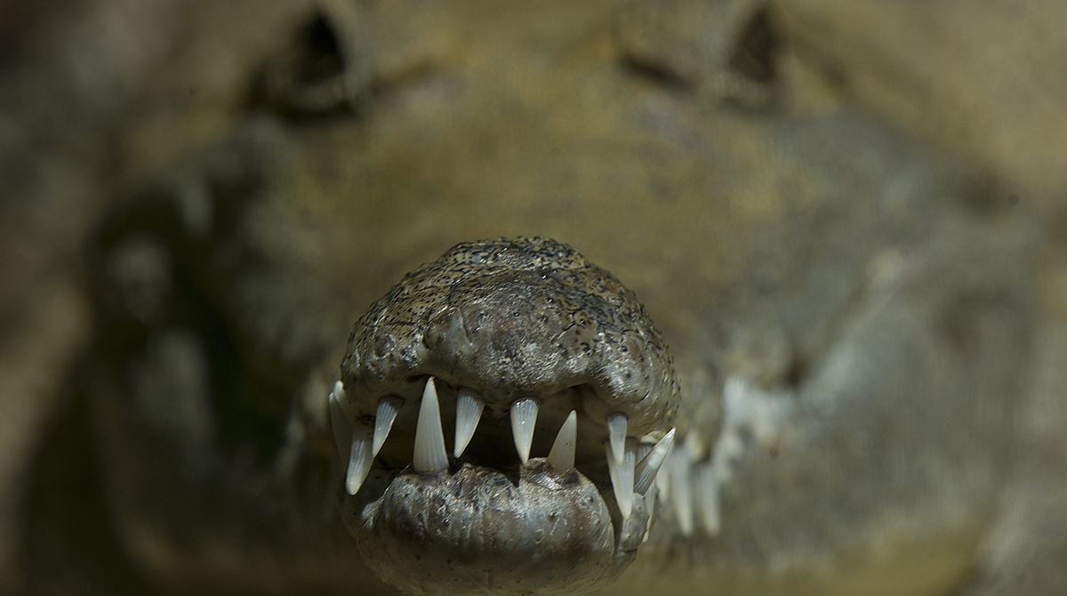 Detalle de la mandíbula de un cocodrilo de agua dulce en Gold Coast (Australia). Foto: Archivo EFE