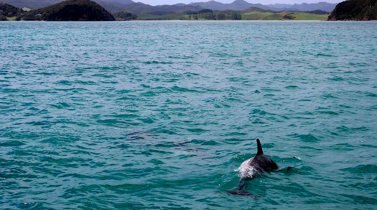 Imagen referencial. Los delfines fueron encontrados en las regiones centrales de Maule y Ñuble, a 270 kilómetros y 440 kilómetros al sur de la capital, respectivamente. Foto: Pixabay
