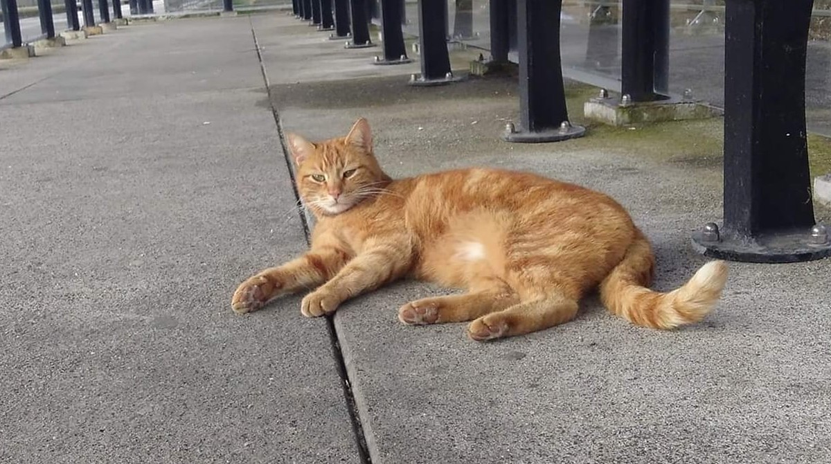 Pasajeros de la estación de trenes donaron para crear un monumento al gato Brammetje, que murió atropellado por un auto. Foto: Facebook Brammetje
