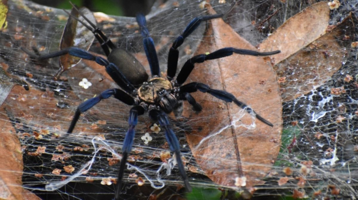 Imagen referencial. La especie descubierta forma parte del género de las arañas Linothele. Foto: INaturalist Ecuador