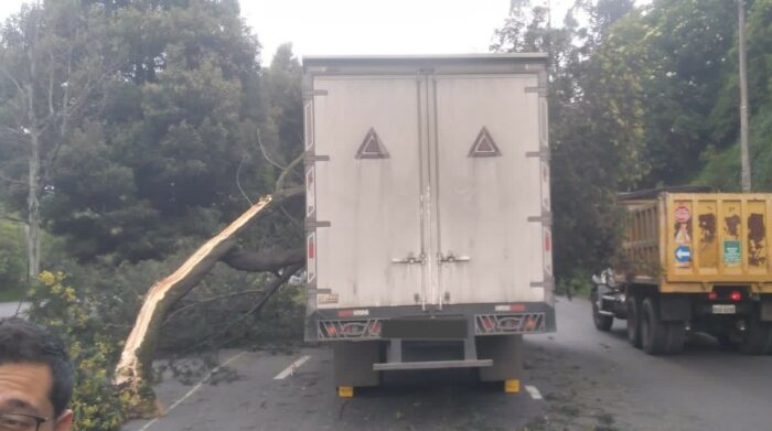 En la avenida Simón Bolívar ocurrió un siniestro de tránsito, luego de que un árbol cayera sobre un camión. Foto: Twitter AMT