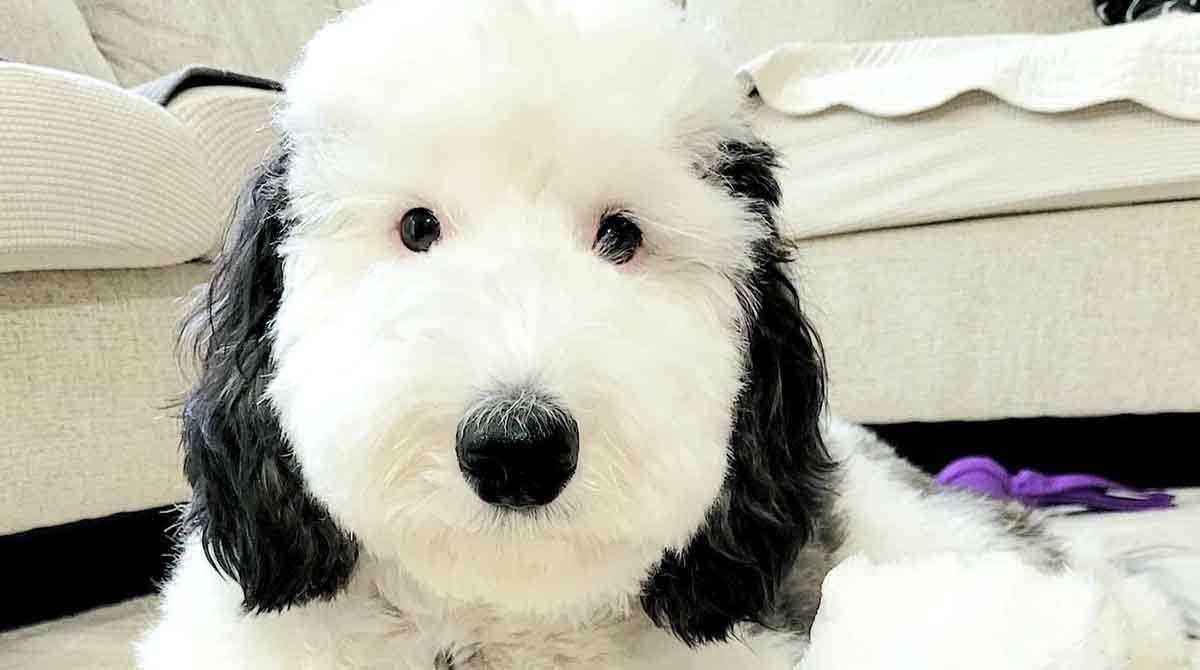 Bayley es la perrita que ha cautivado las redes sociales por su gran parecido con Snoopy. Foto: Instagram