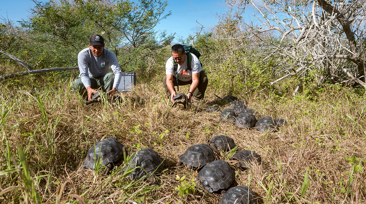 Fotografía cedida por el Parque Nacional Galápagos, del 29 de marzo del 2023, donde se observa a dos trabajadores del parque cargando a unas tortugas para su liberación, en el archipiélago Galápagos. Foto: EFE
