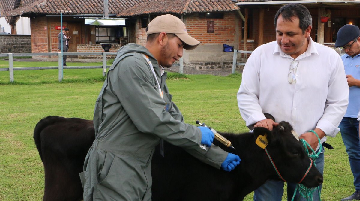 Ecuador comenzó la vacunación de más de 4,6 millones de ganado bovino contra fiebre aftosa desde el 17 de mayo del 2023. Foto: Cortesía / MAG
