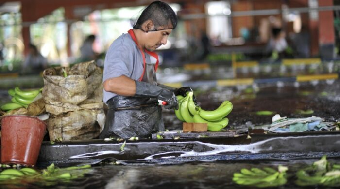 Unión Europea, Rusia y Oriente Medio suben las exportaciones de banano