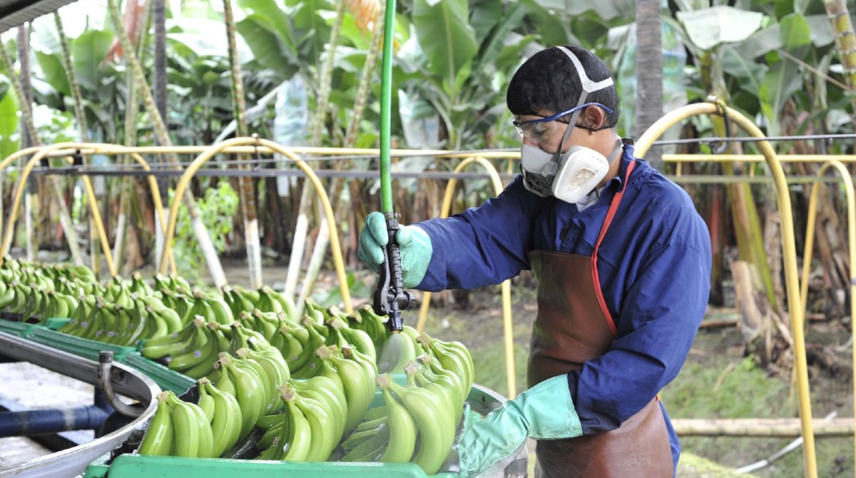 El Ministerio de Agricultura y Ganadería investiga a dos empresas exportadoras de banano que supuestamente hicieron 140 embarques falsos de la fruta. Foto: Cortesía / MAG