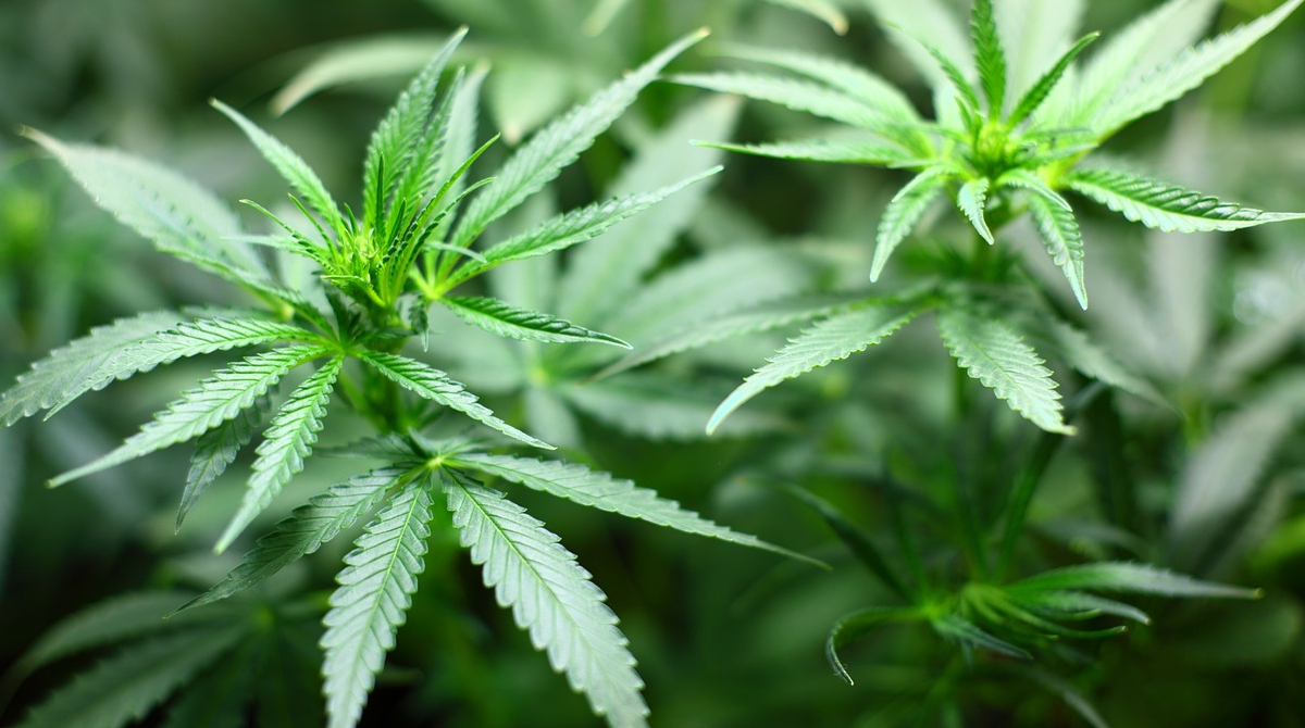 Planta de Marihuana utilizada para los derivados del cannabis. Foto: Pixabay