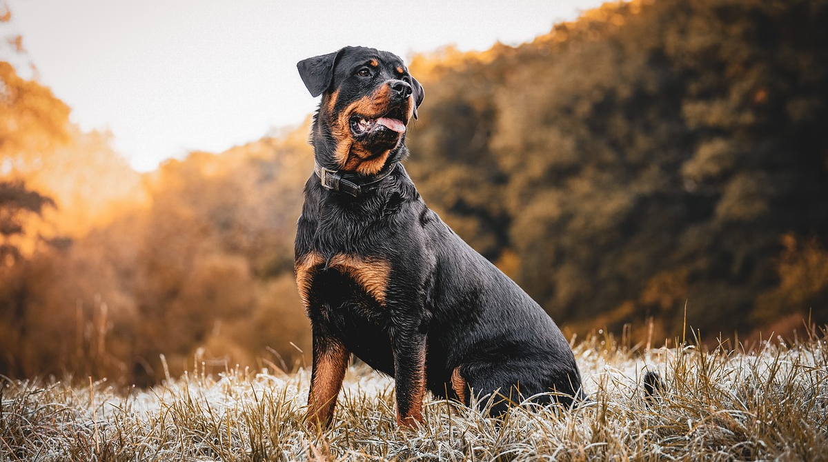 Perros Rottweiler, catalogados como una de las razas agresivas a los humanos. Foto: Pixabay