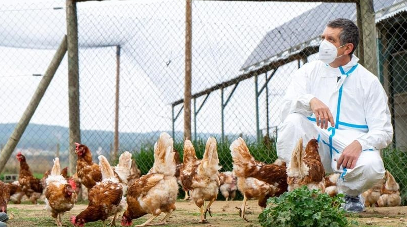 Veterinario inspecciona una granja de aves. Foto; Europa Press