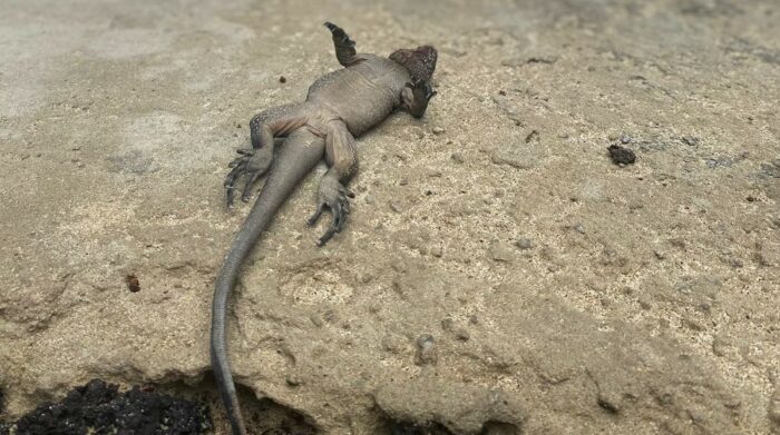 Una de las imágenes de una iguana atacada por una especie invasora que acompaña la denuncia. Foto: Twitter de Bitácora Ambiental