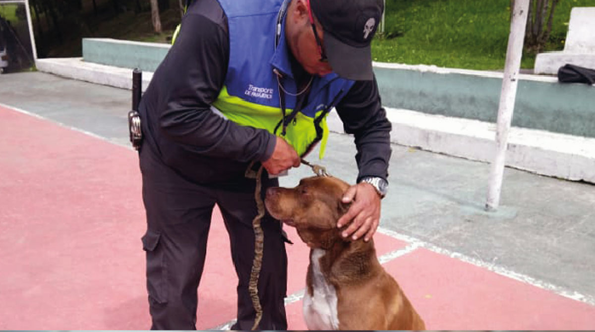 Max, un perro rescatado que formaba parte del grupo de seguridad en Quitumbe, fue sacrificado por Bienestar Animal. Foto: Empresa Transporte de Pasajeros