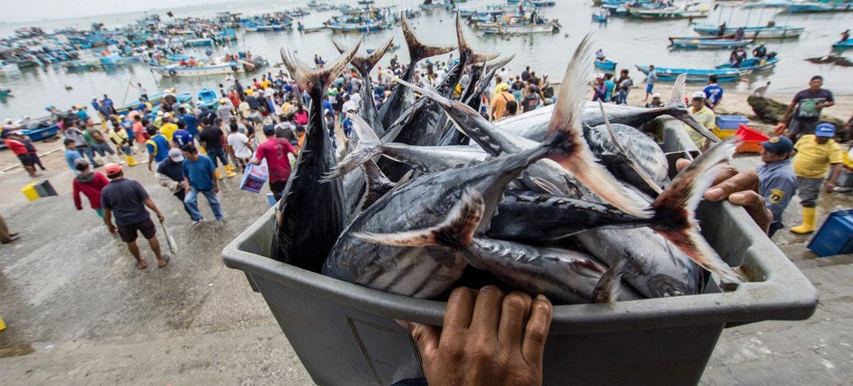La pesca artesanal recibirá inversión para mejorar sus sistemas de pesca. Ecuador aplica la trazabilidad para evitar la pesca ilegal, no declarada y no reglamentada y salir de la tarjeta amarilla. Foto: Cortesía / FAO