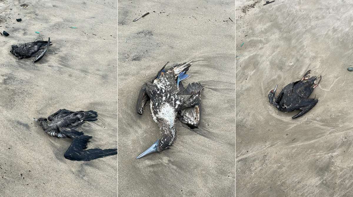 En redes sociales se difundieron fotos de aves muertas en la playa desde Montañita hasta Manglaralto. Foto: Facebook Milena Aidee