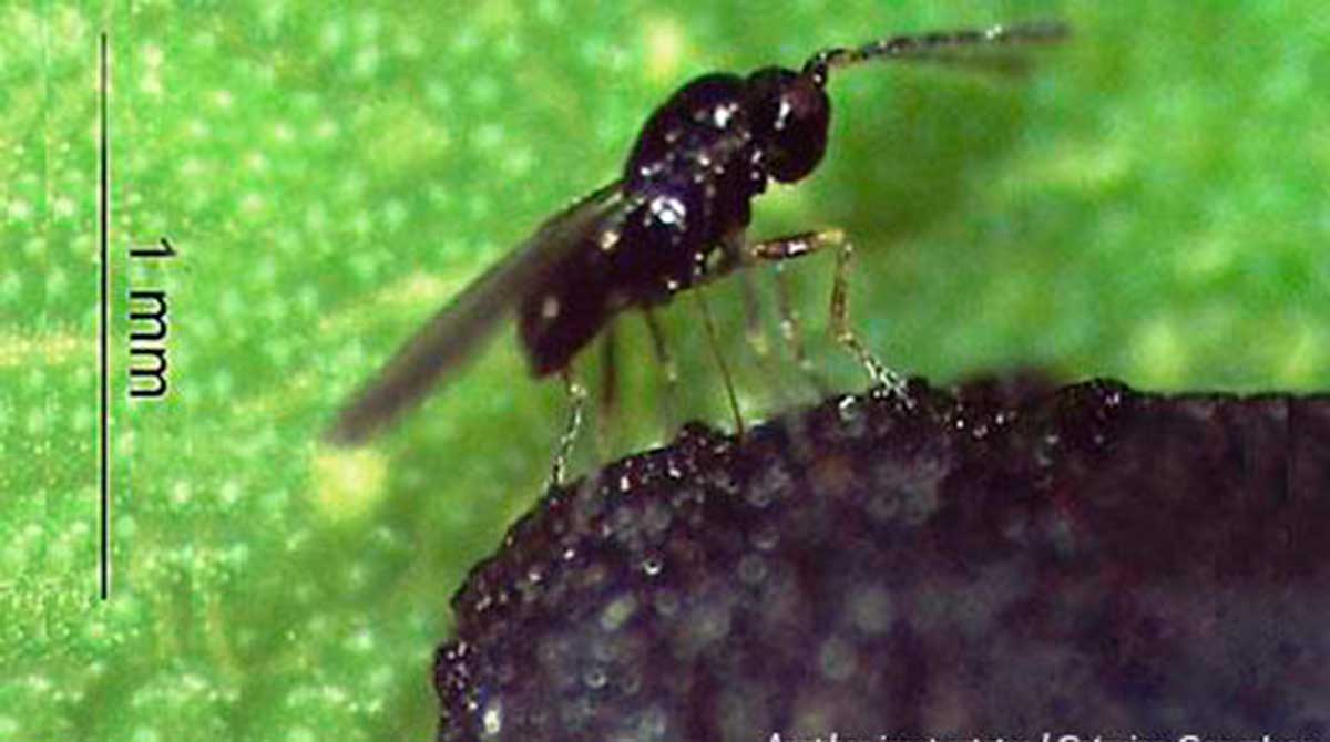 Imagen referencial. Vista de una avispa parásita. Foto: Museo Nacional de Ciencias Naturales