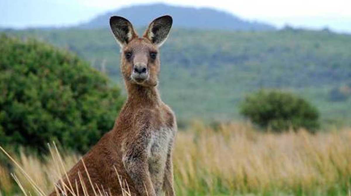 Autoridades de Australia están en debate al respecto de la sobrepoblación de canguros. Foto: Cortesía