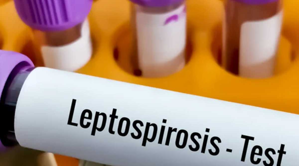 La leptospirosis es una enfermedad zoonótica de potencial epidémico y que afectará a las personas. Foto: Cortesía