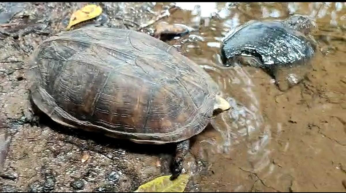 Una tortuga hizo parte de los animales que fueron reinsertados en su hábitat. Foto: Ministerio del Ambiente