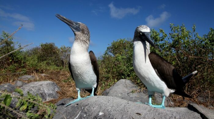 Se estima que esta operación generará ahorros para financiar conservación de USD 323 millones, que se invertirán en Galápagos. Foto: Archivo EL COMERCIO