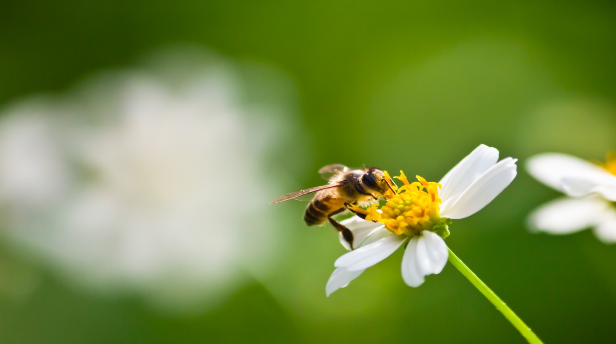 El 20 de mayo se celebra el día internacional de las abejas. Foto Freepik