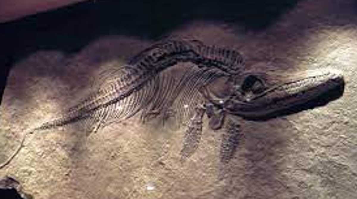 Un grupo de científicos encontrados restos paleontológicos que detallan la historia de 200 millones de años. Foto: Cortesía
