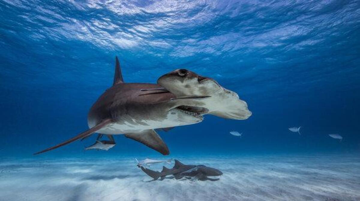 Estos tiburones son animales de aguas cálidas pero se alimentan en profundidades donde las temperaturas del agua de mar son bajas. Foto: Experto Animal