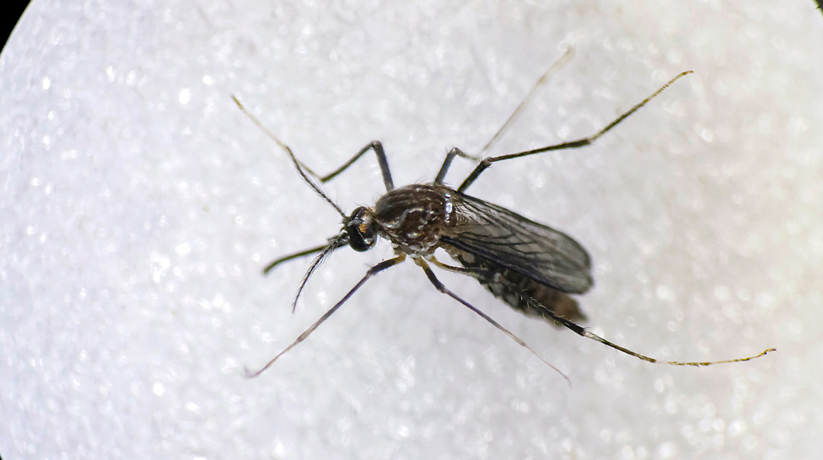 Enfrentarse a este brote de dengue ha sido un reto para Perú. Foto: EFE