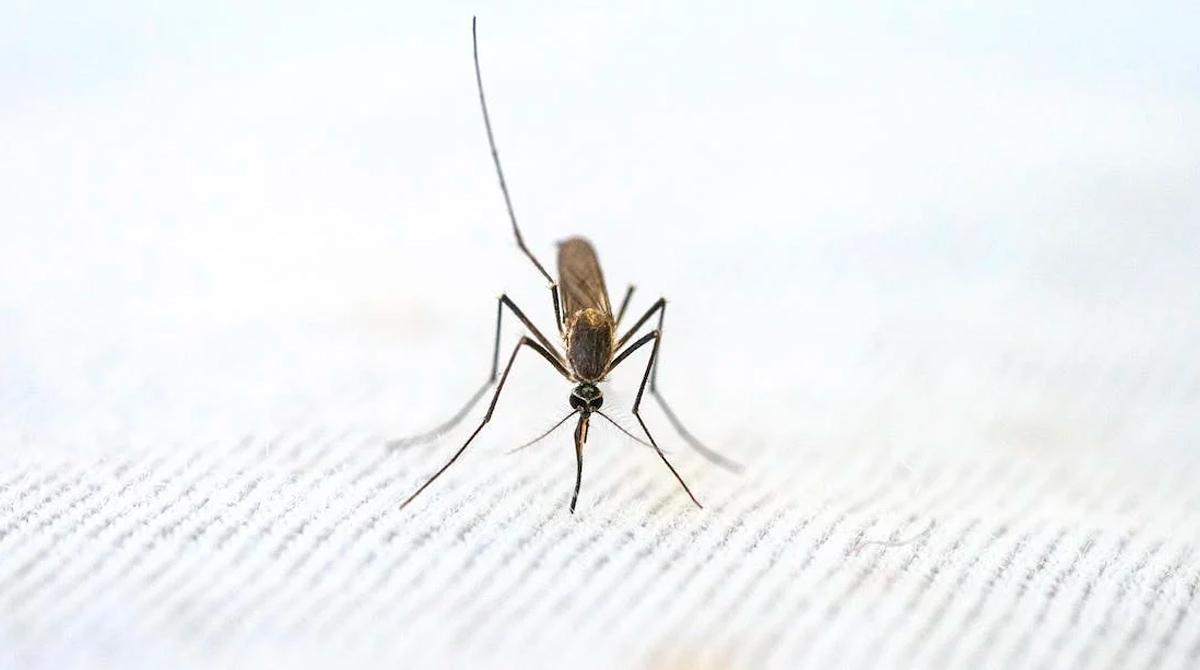 Imagen referencial. Las autoridades recomendaron al público tomar medidas para prevenir las picaduras de mosquito. Foto: Pexels