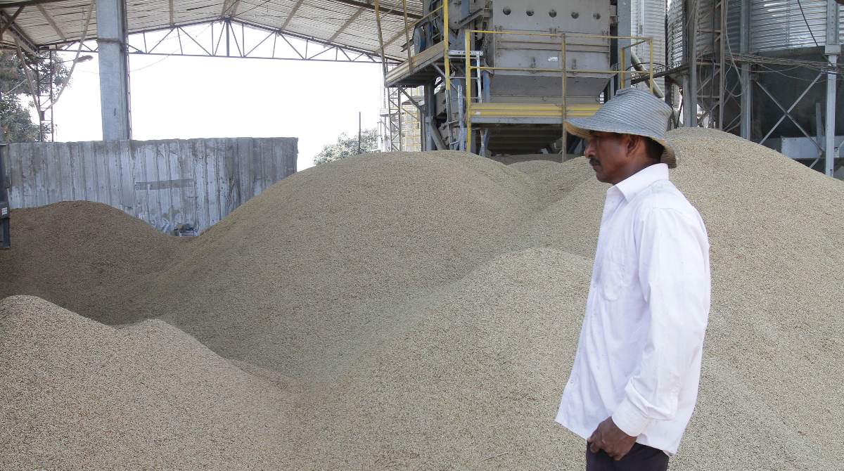 Los agricultores arroceros aseguran que garantizan la producción de arroz para el consumo nacional. Foto referencial del 2019: Archivo / EL COMERCIO
