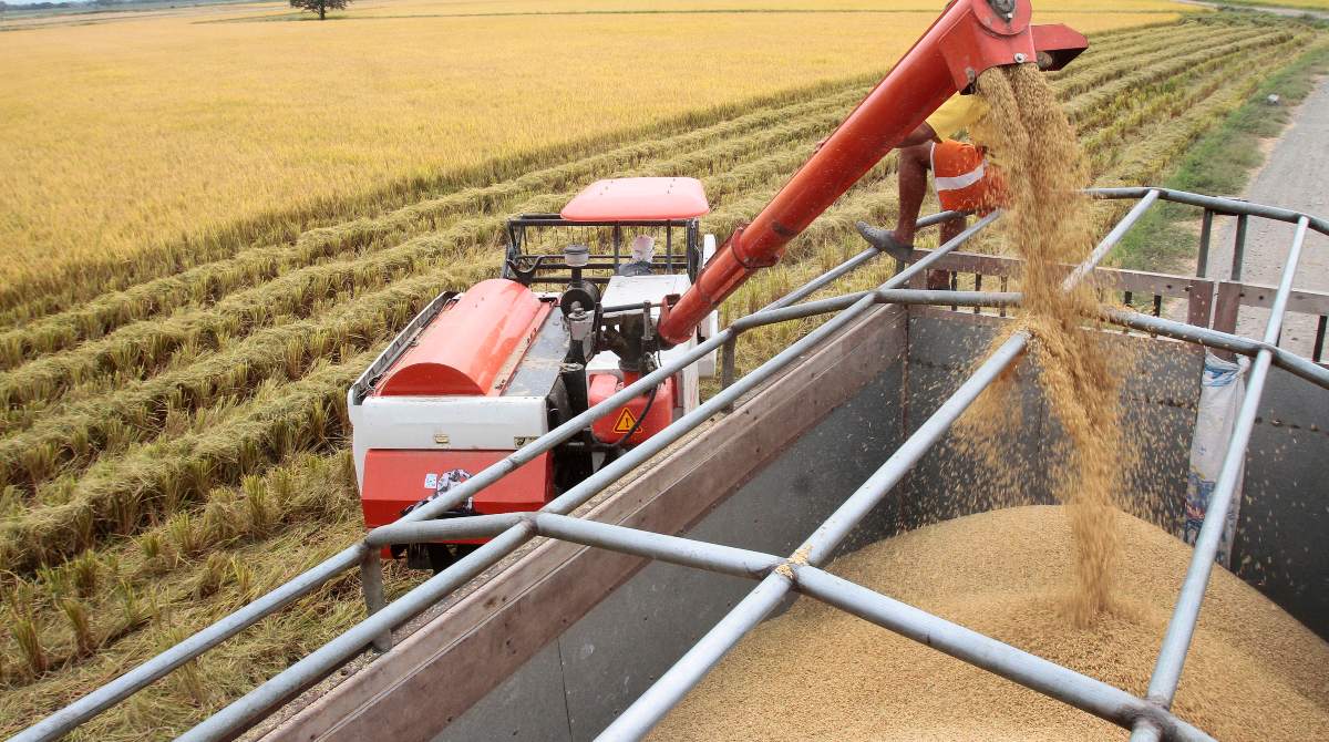 Ecuador siempre fue autosuficiente en la producción de arroz y hasta se exportó hasta el 2021, por el exceso en la cosecha de verano. Foto: Archivo / EL COMERCIO