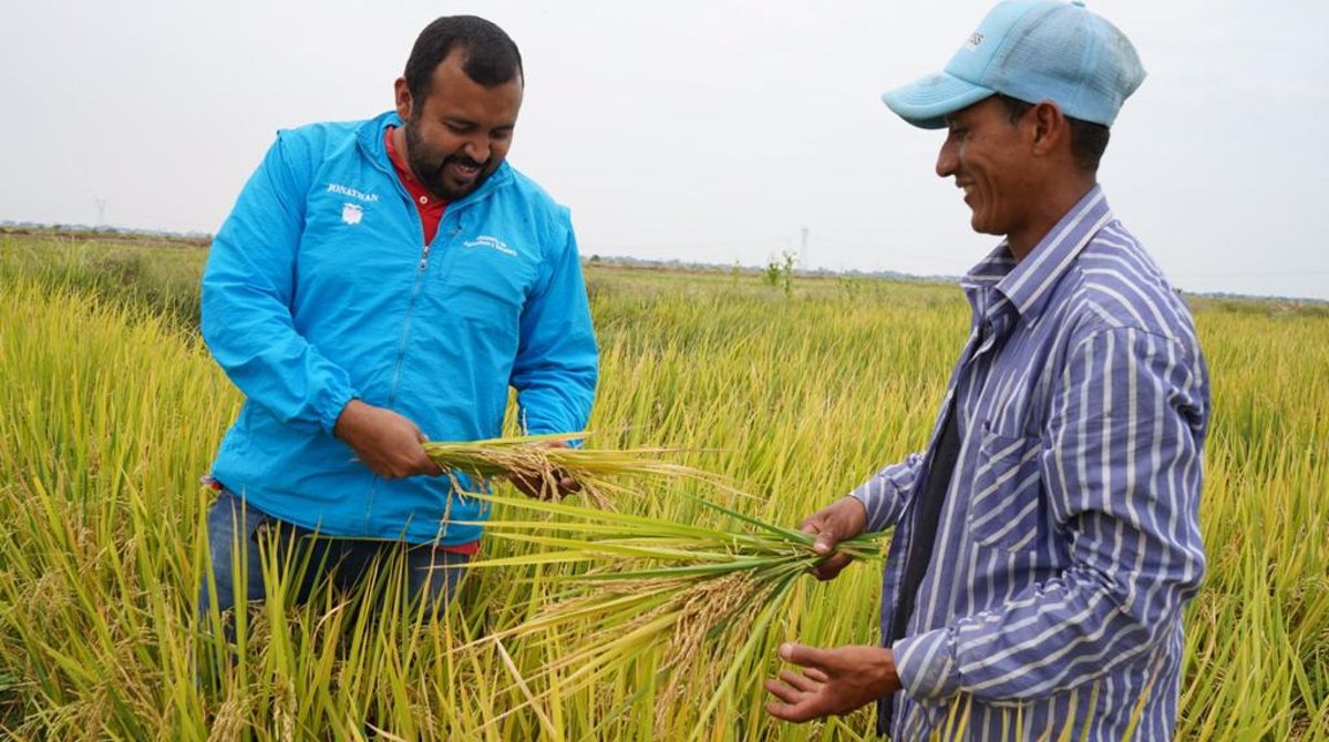 Ecuador importará arroz para estabilizar el precio, ante el incremento por la especulación y acaparamiento. Foto: Cortesía / MAG