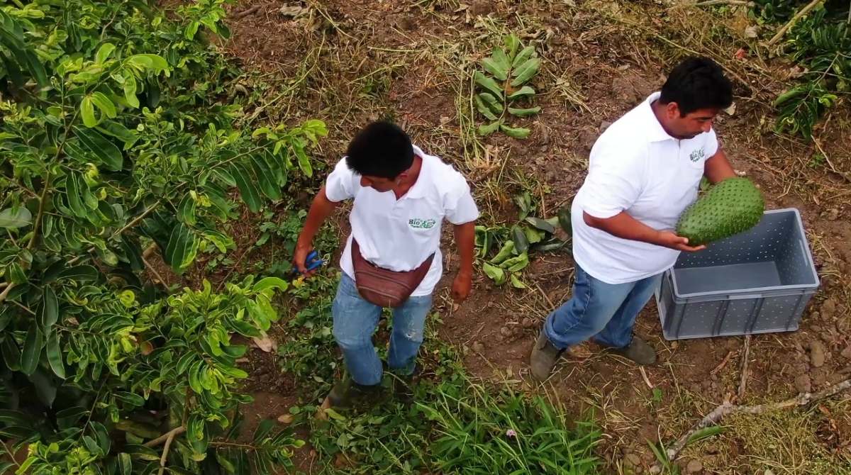 La empresa Bioagro produce guanábana orgánica en Manabí. Los productores y Agrocalidad esperan la definición del protocolo sanitario para exportar a Estados Unidos. Foto: Cortesía / Asoguanábana
