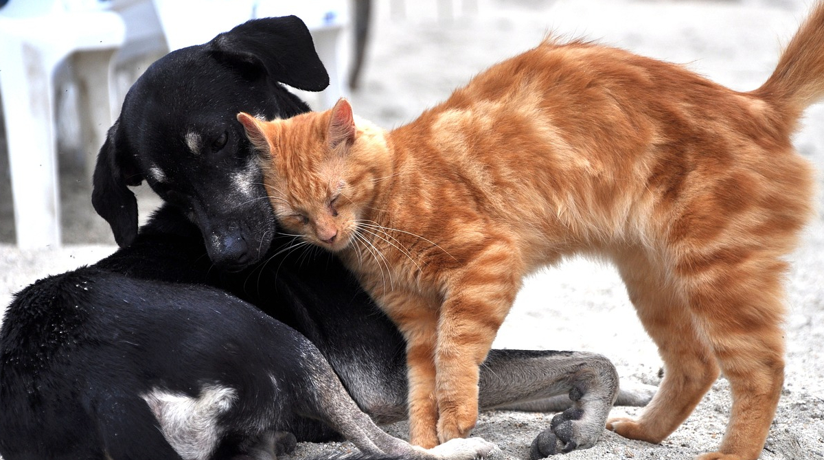 La alimentación de perros y gatos afecta al medio ambiente. Foto: Pixabay