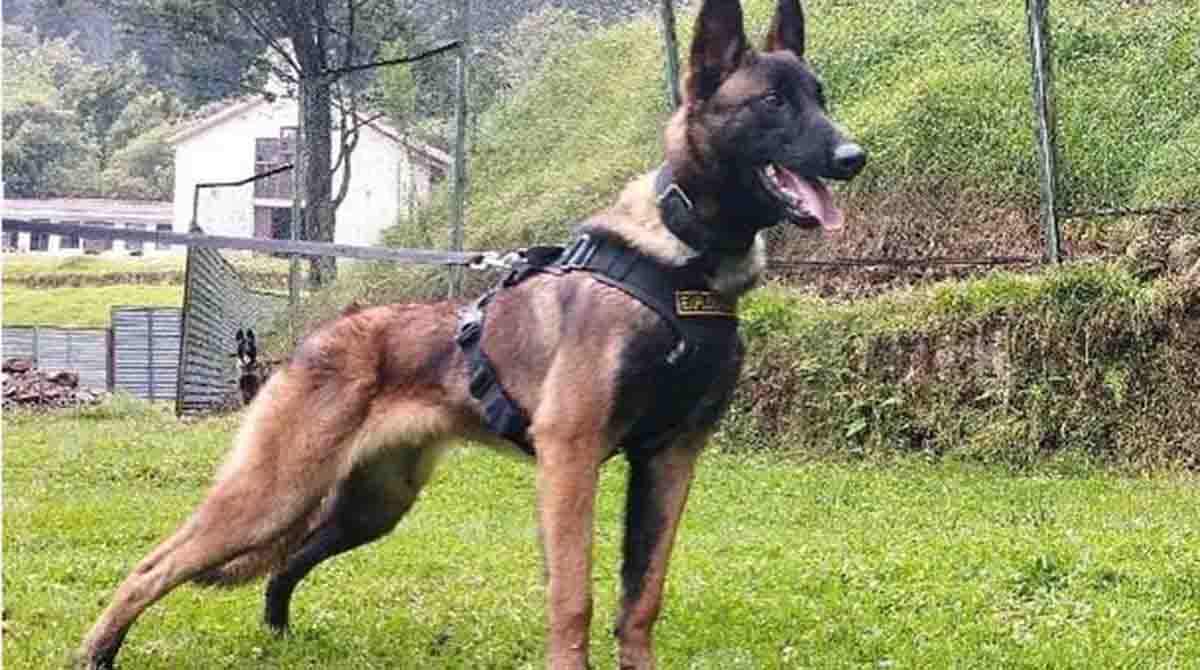 La búsqueda de Wilson continúa en la selva colombiana. El can adiestrado continua extraviado luego de su misión en la ubicación de cuatro menores desaparecidos. Foto: Twitter