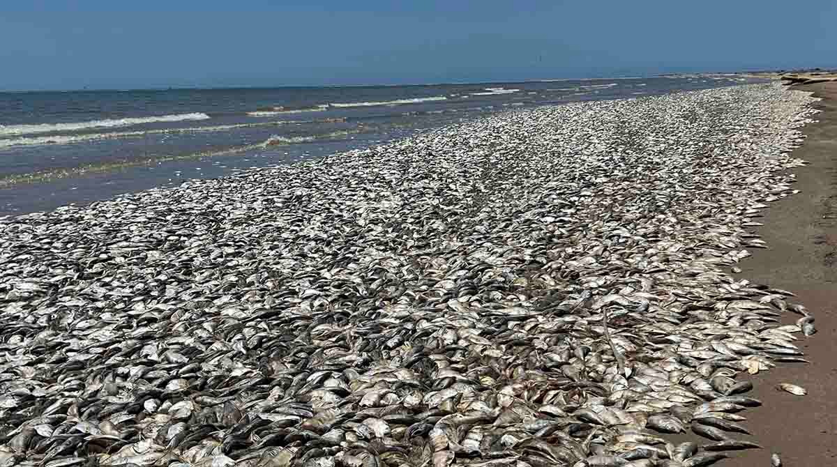 Miles de peces muertos se quedaron sobre la costa de Texas durante este fin de semana. Foto: Twitter @AlertaMundial2