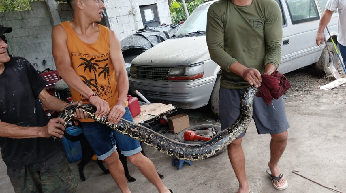 El reptil fue entregado por la comunidad a la Policía Nacional, que lo puso a buen recaudo. Foto: Policía